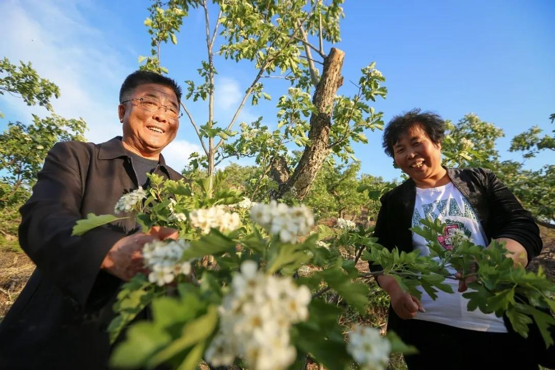 冠芳