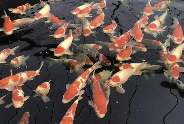 企業介紹