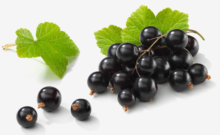 Ribes Nigrum