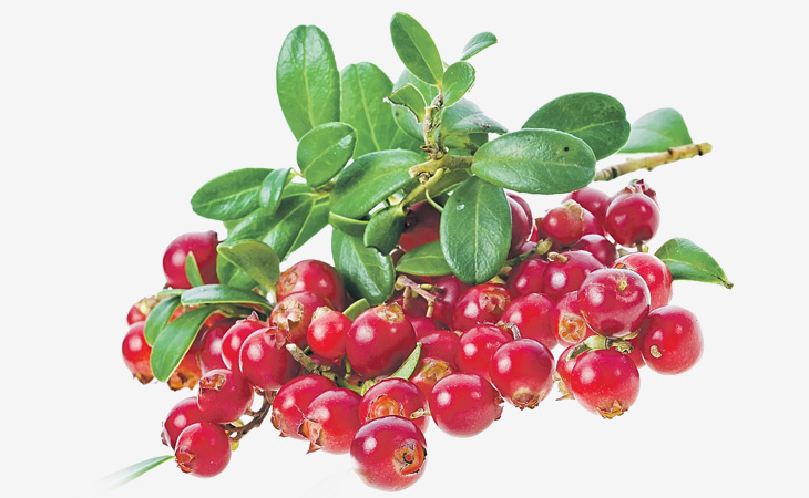 Vaccinium Vitis-Idaea L