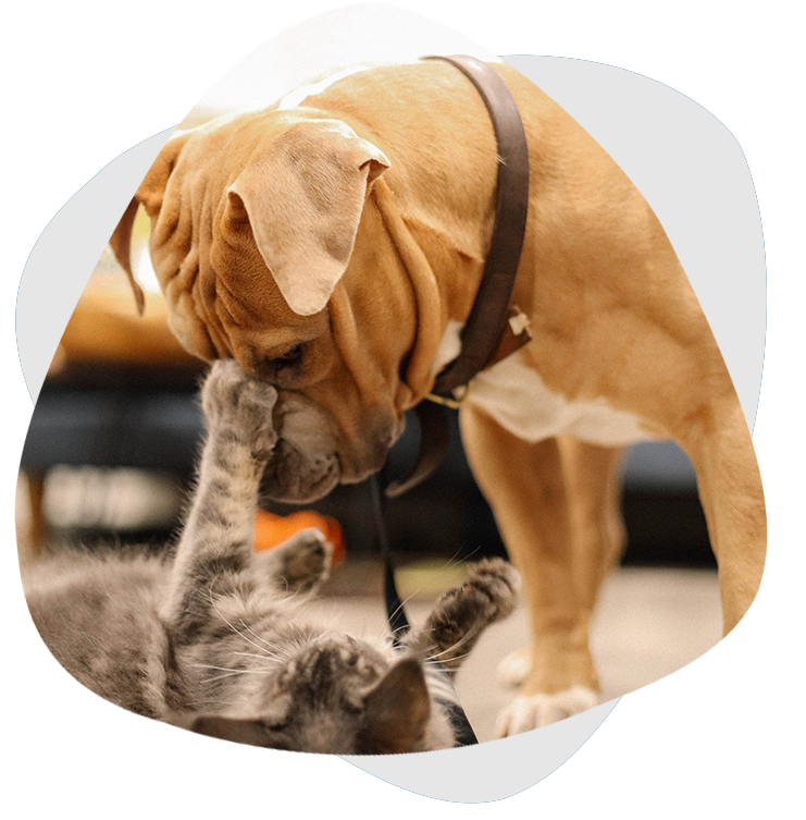 Shandong Liansen Pet Food Co., Ltd. Shandong Liansen Pet Food Co., Ltd.