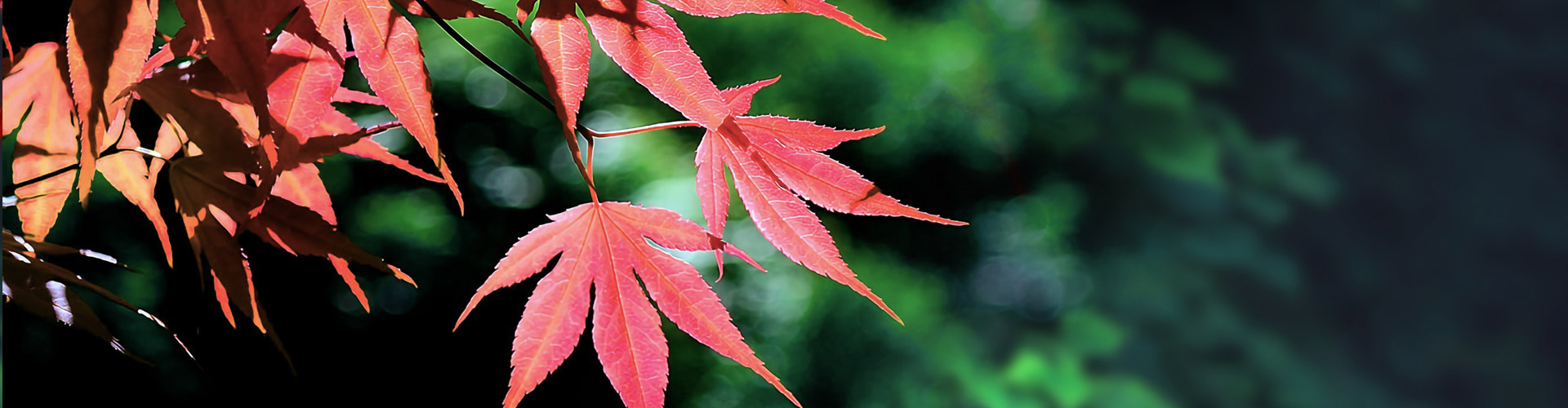 紅楓葉生物科技