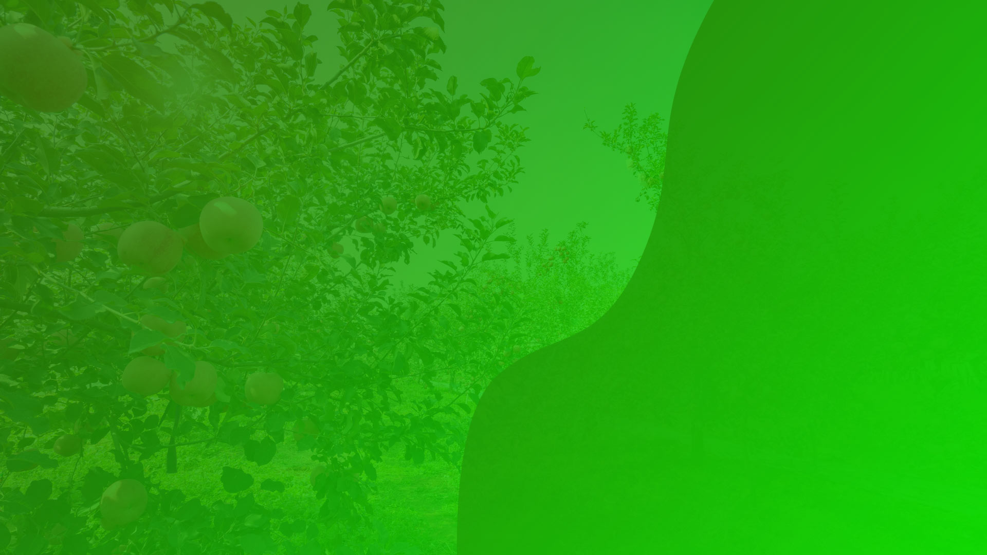 imgboxbg imgboxbg