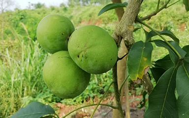 良麗種業