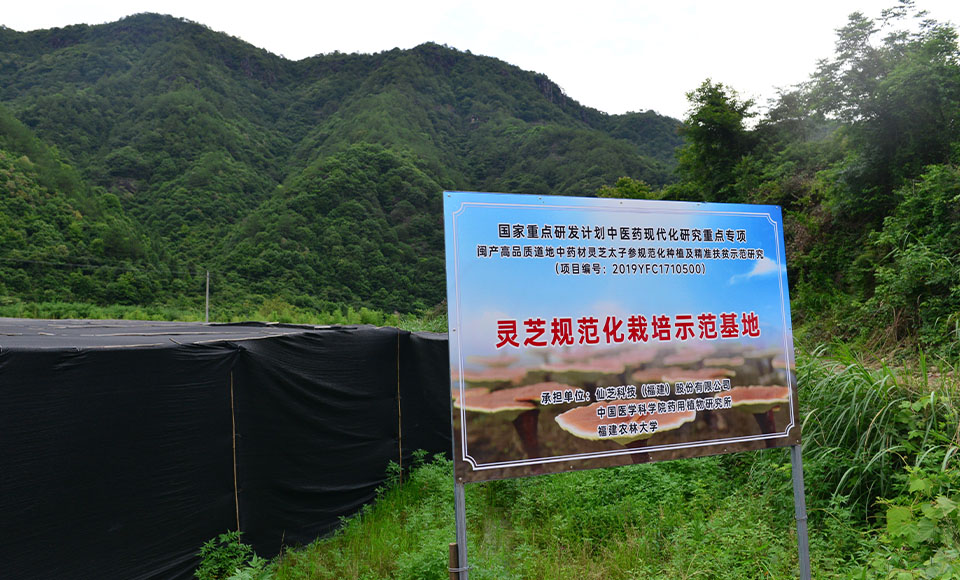 靈芝基地