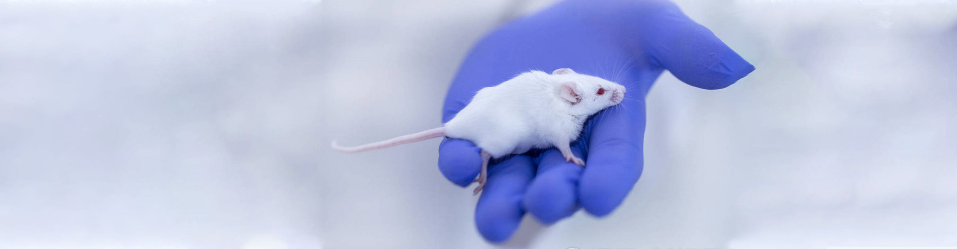 江蘇賽昂斯生物科技有限公司 江蘇賽昂斯生物科技有限公司