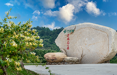 金銀花淵源 金銀花淵源