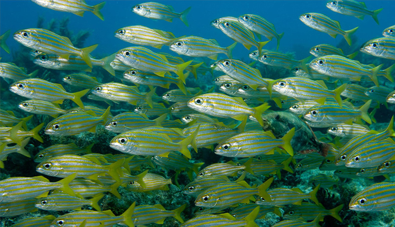 蝦苗魚苗