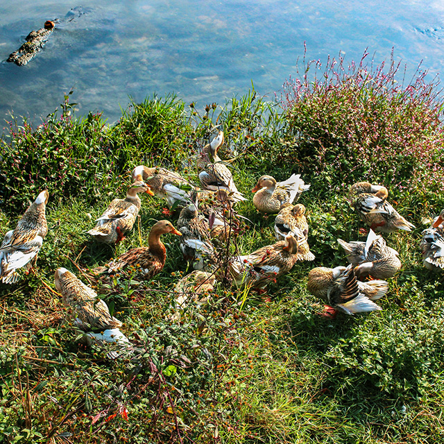 錦藝園 錦藝園