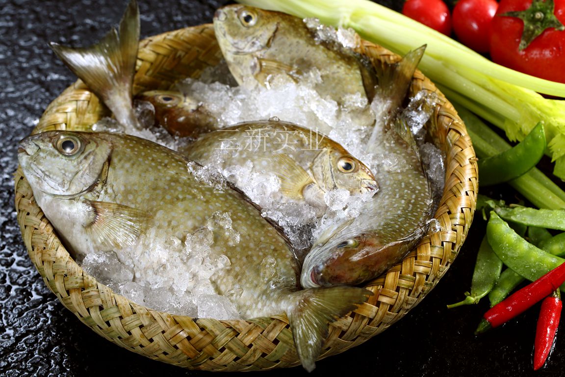 泥猛魚