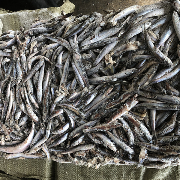 一級鳀魚