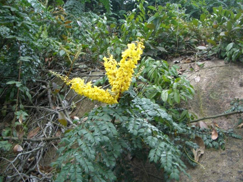 阳江抽水蓄能电站建设区域珍稀植物调查