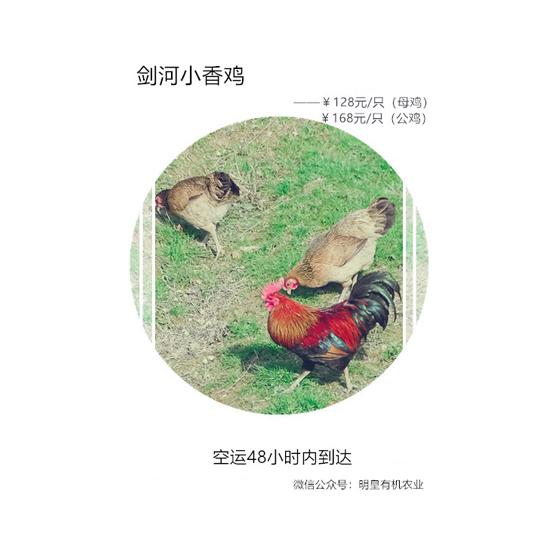 劍河小香雞