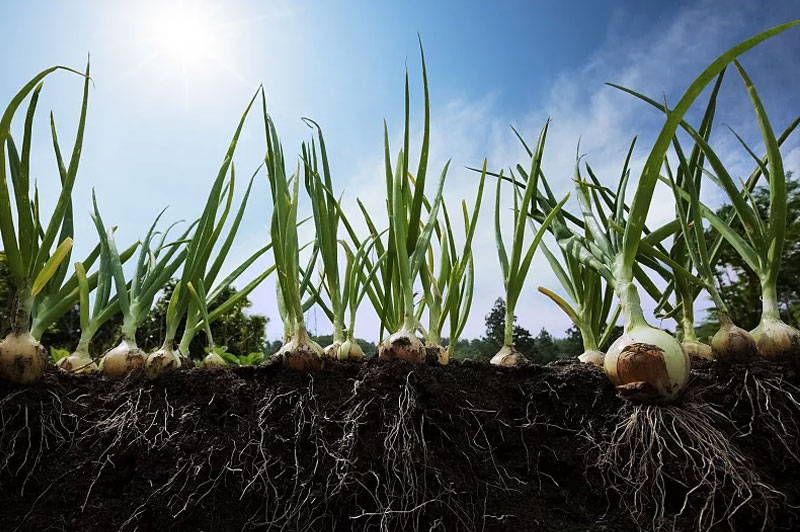 洋蔥的需肥特點是什么？種植洋蔥應該如何施肥？