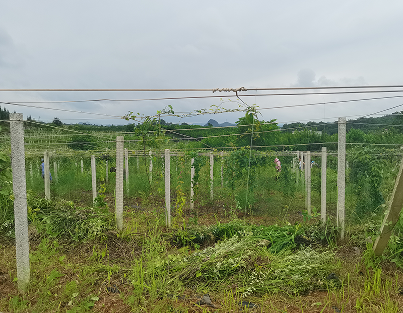 者相鎮八月瓜種植項目