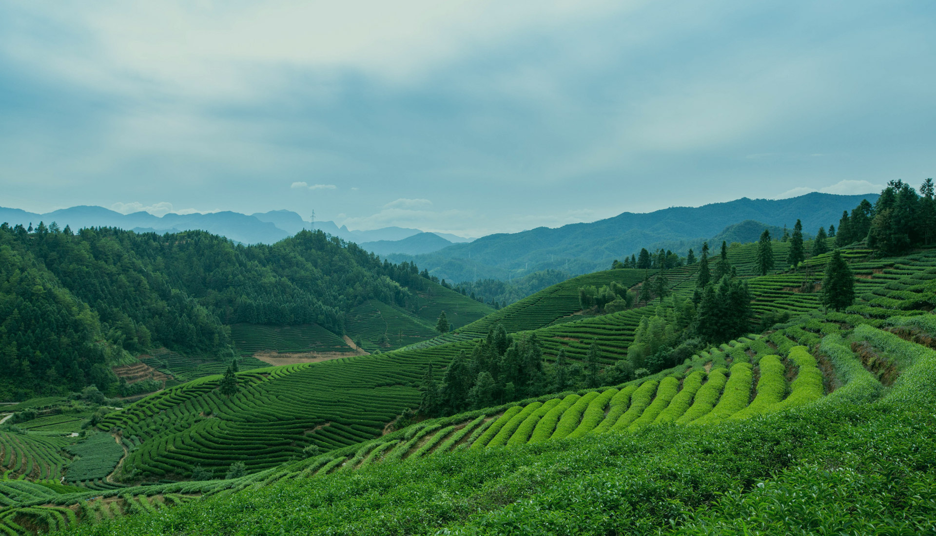 雅馨茶業(yè) 雅馨茶業(yè)