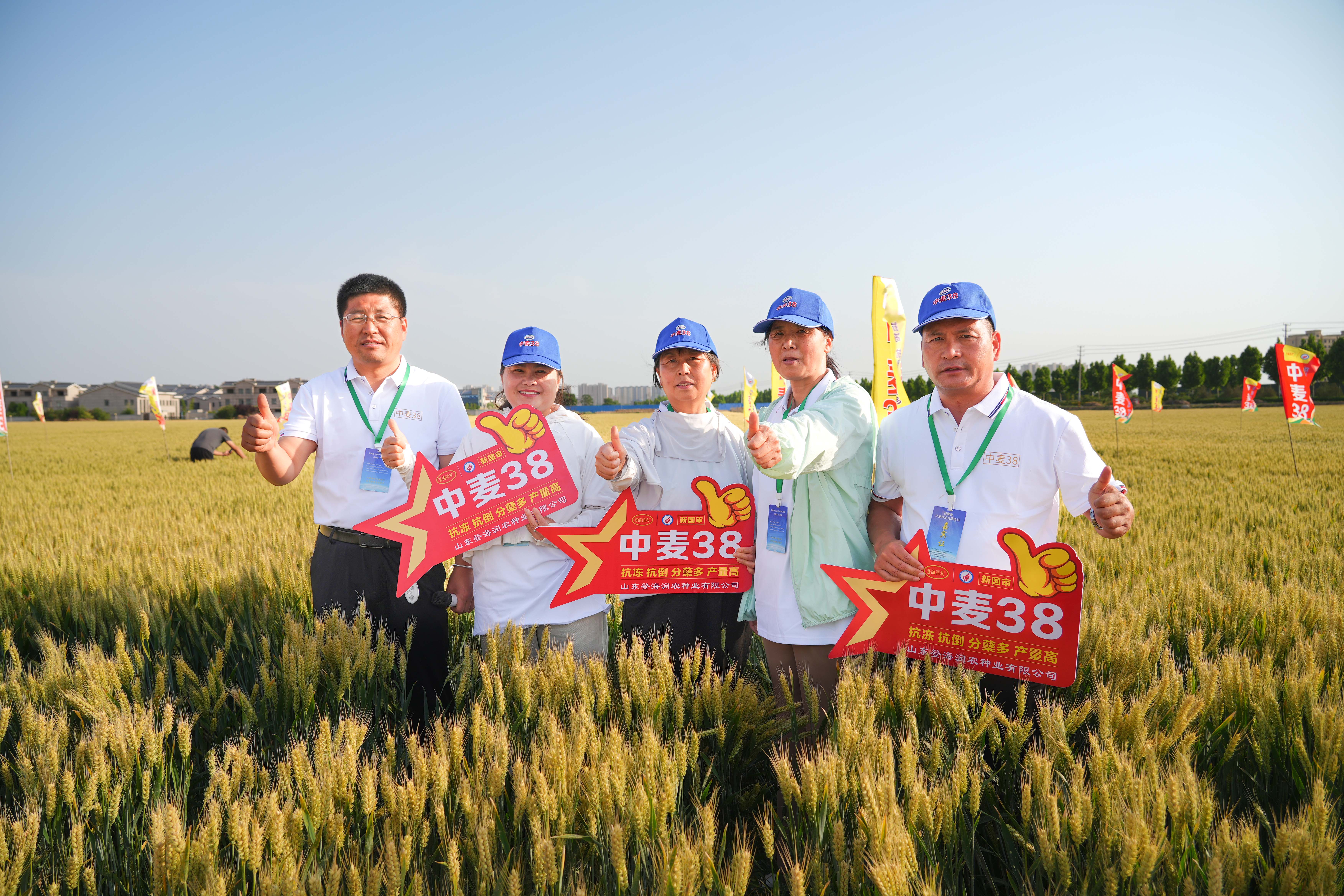 中麥38——高收益小麥的硬核實力！