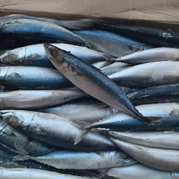 板凍鮐鲅魚