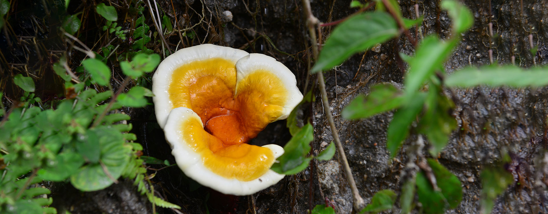 靈芝與健康