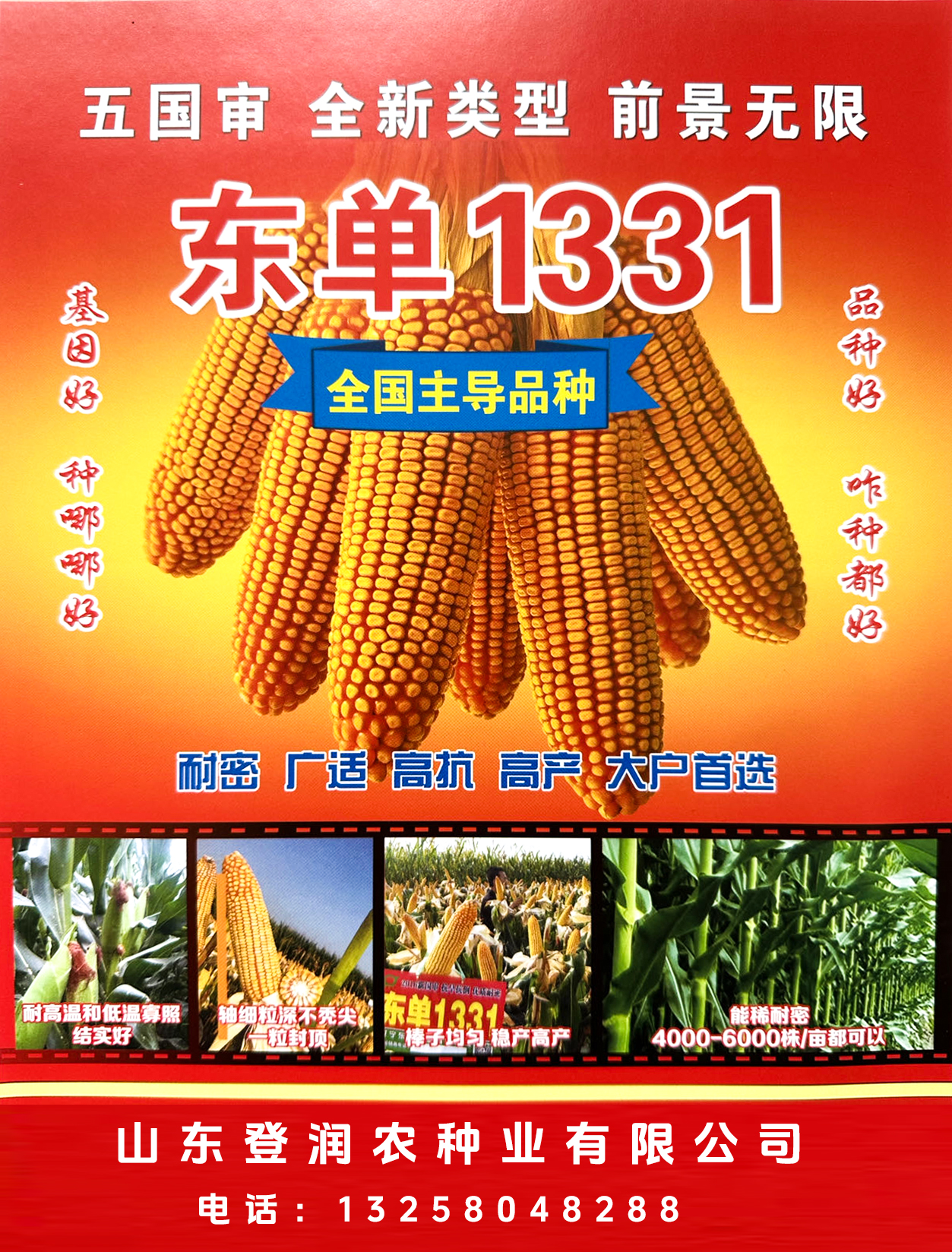 耐高溫抗干旱——東單1331