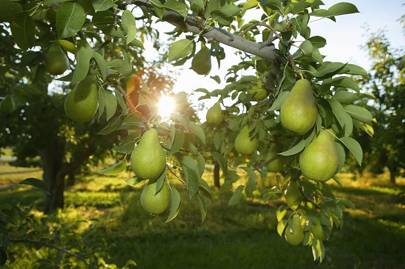 梨树的需肥特点是什么？种植梨树应该如何施肥？