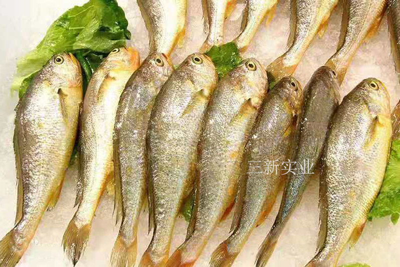 小黃魚