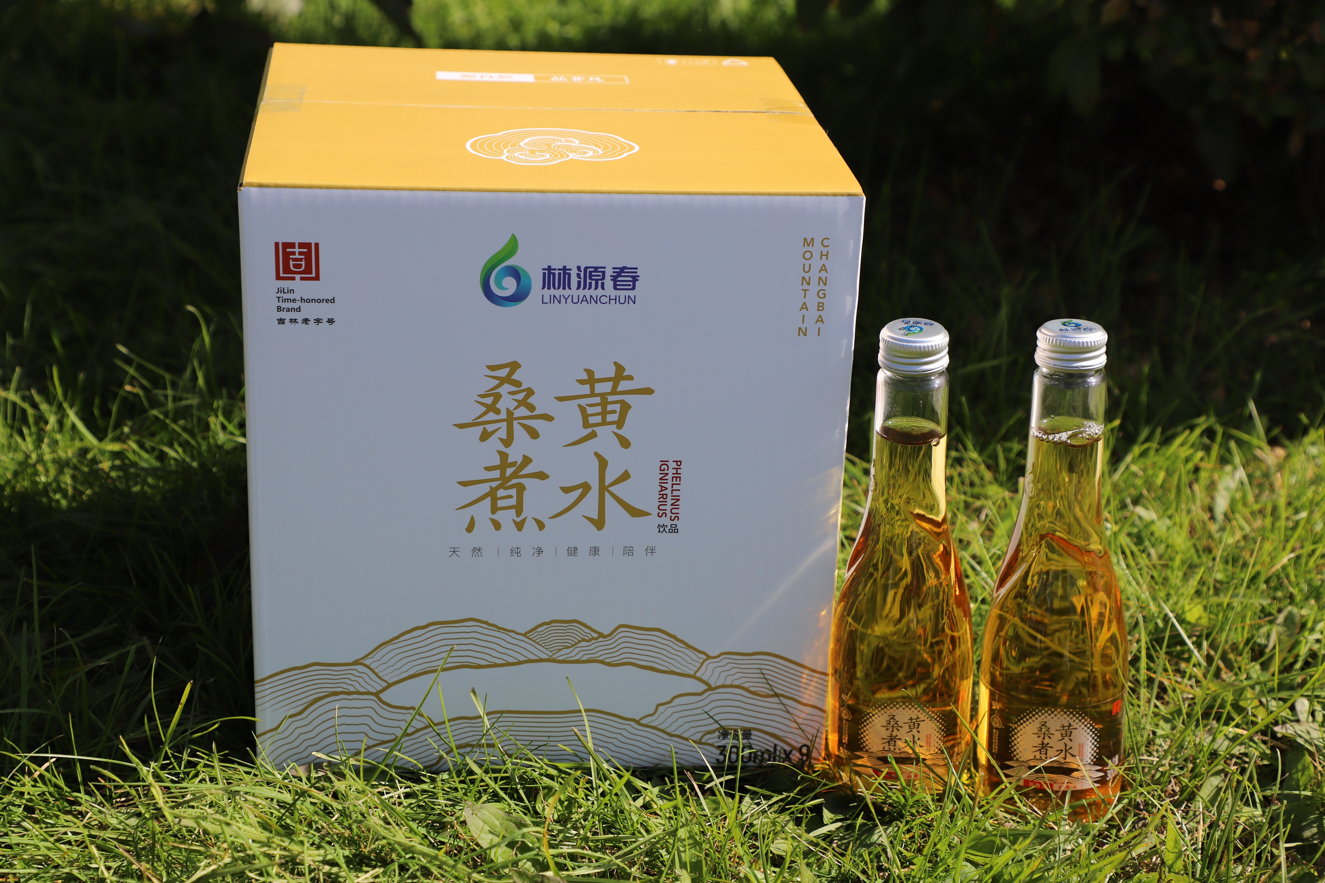 林源春桑黃煮水飲品