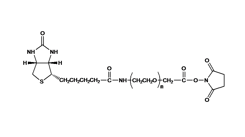 Biotin PEG Succinimidyl Carboxymethyl Ester