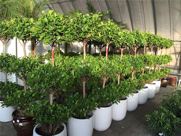 廣州綠植租擺給(gei)商場(chang)的(de)幾點(dian)建議 趕(gan)緊(jin)收(shou)藏(cang)起來