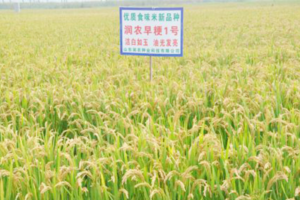 潤農(nóng)早粳1號