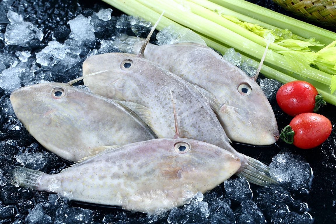 馬面魚