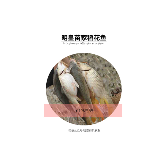 明皇苗家稻花魚