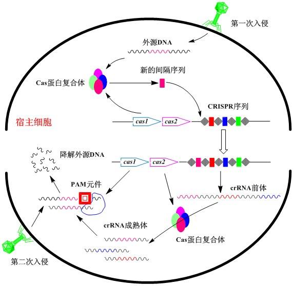 新研究發(fā)現(xiàn)細(xì)菌中的Crispr-Cas9防御系統(tǒng)