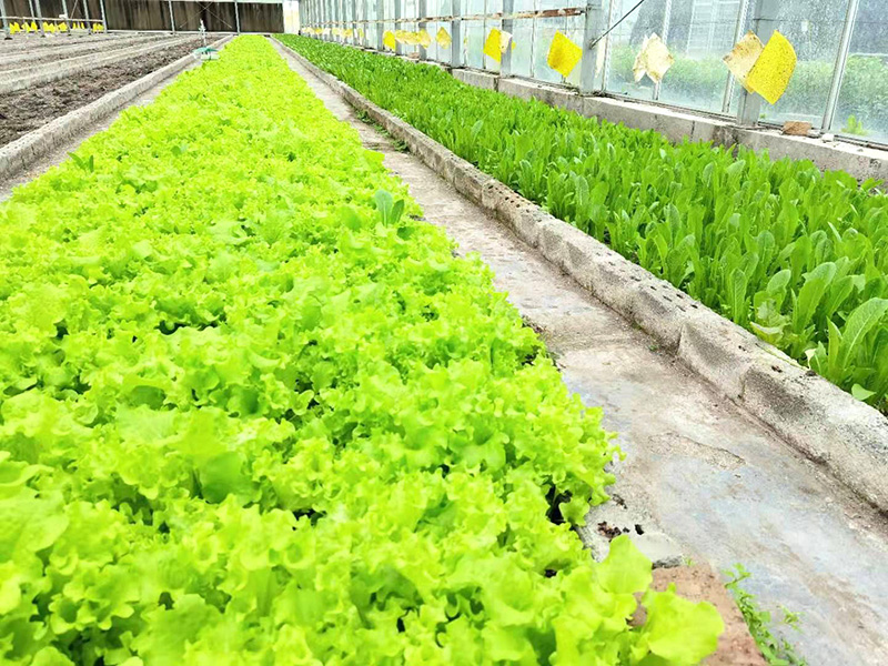 了解大量元素水溶肥的應用案例與成果展示