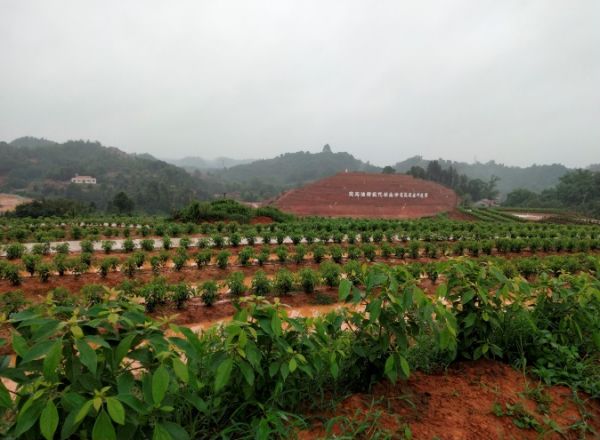 翠屏區打造“三千”示范基地 推進油樟產業高質量發展振興鄉村