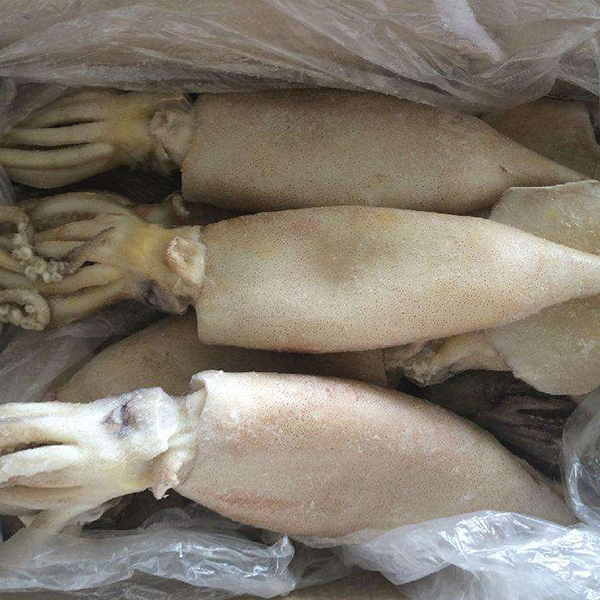 單凍魷魚