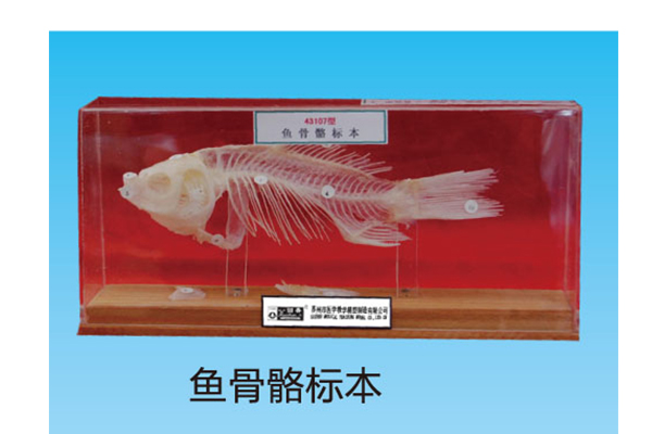 A100063.魚(yú)骨骼標(biāo)本