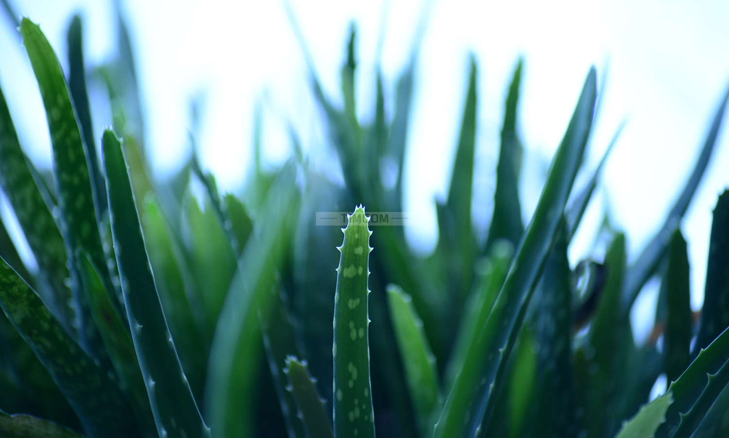 种植基地