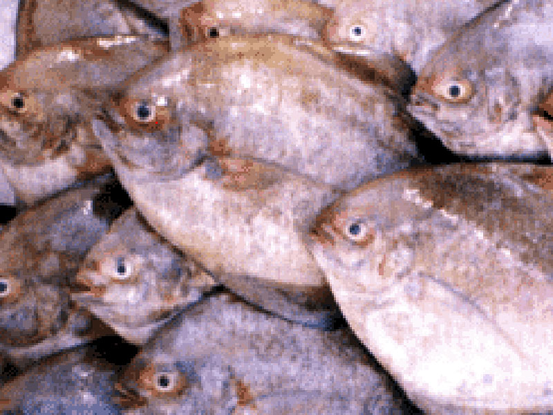 魚類05