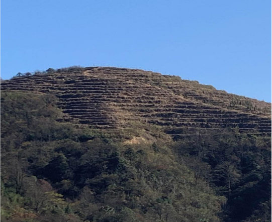 永樂鎮喬配村筍用竹種植基地項目（在建）