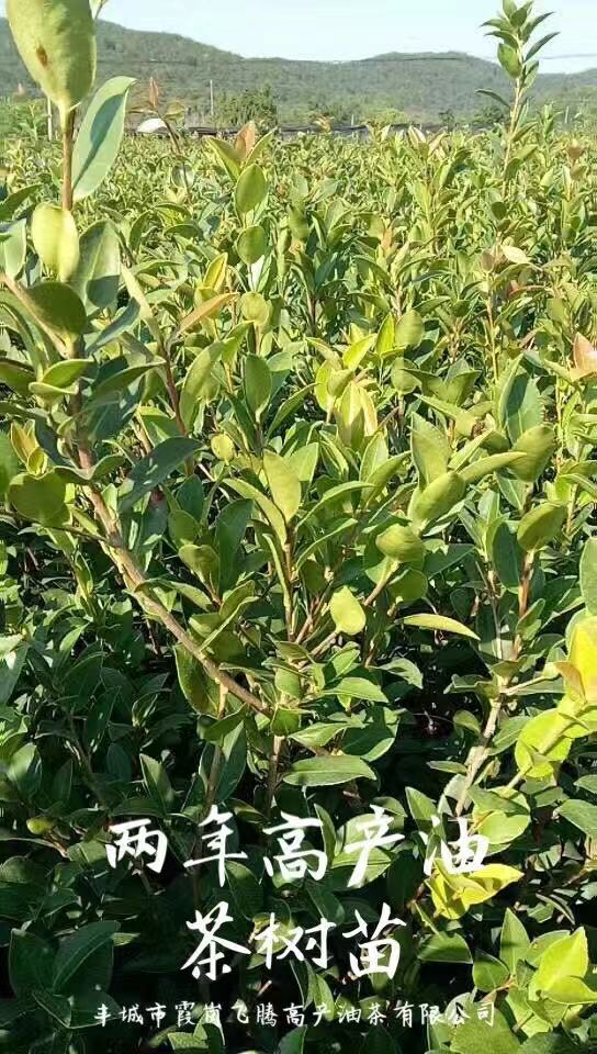 兩年高產(chǎn)油茶苗
