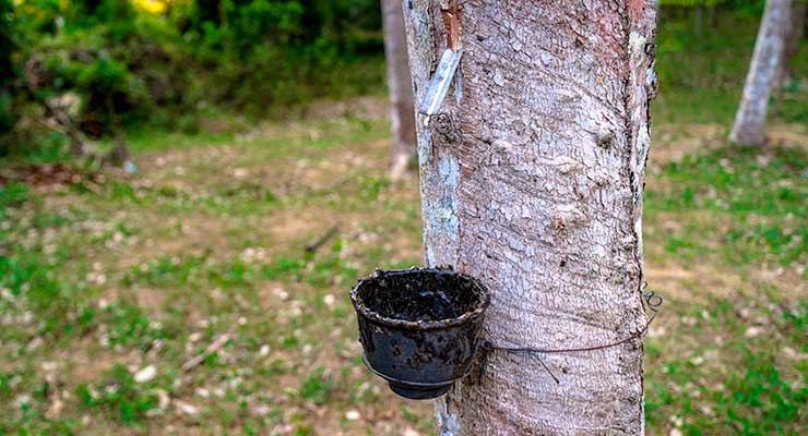 Promoted by multiple factors, natural rubber imports increased by more than 60% in September 