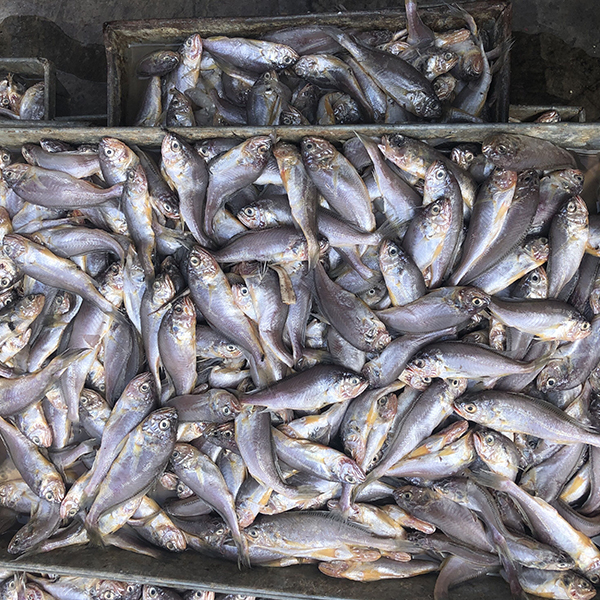 冰鮮黃花魚