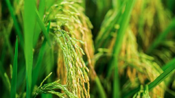 大米種植的全過程