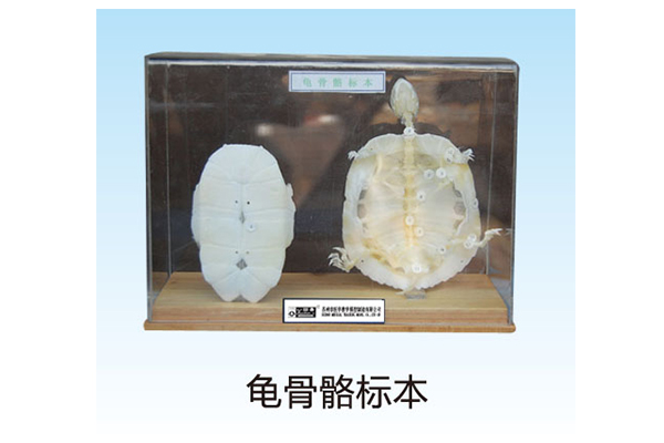 A100066.龜骨骼標本