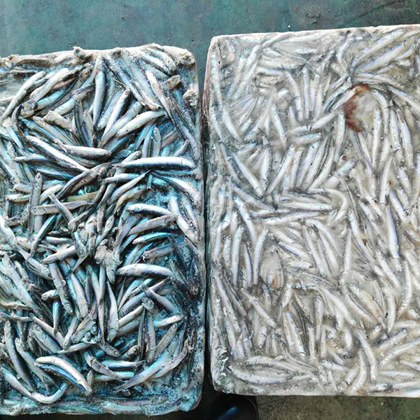 一級鳀魚