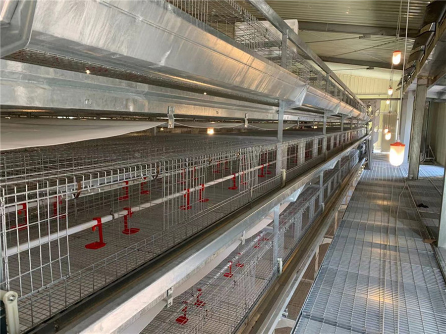 六層層疊式自動化養雞設備
