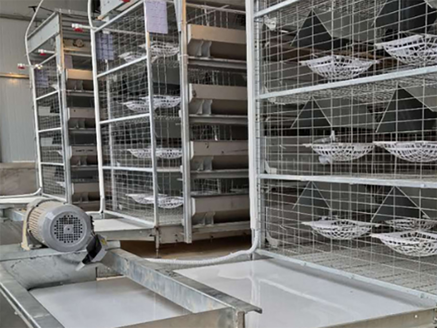 四層自動化養鴿設備