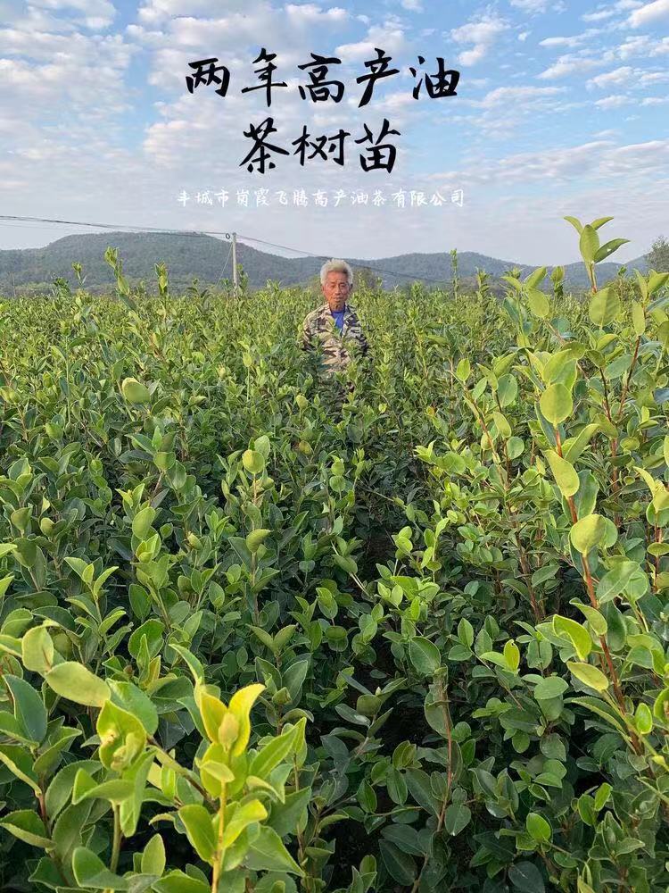 兩年高產(chǎn)油茶苗