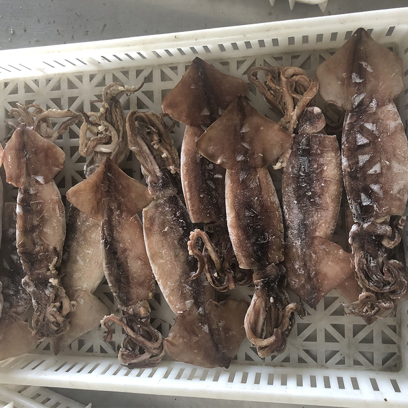 單凍魷魚